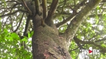 金佛山新发现一株古老银杉 树龄至少已有数百年 - 重庆晨网