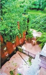 山坡雨水倒灌居民小区 各方协调紧急开建拦水渠 - 重庆晨网