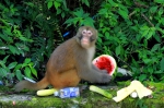 黔江首次在城郊发现野生猕猴群 - 重庆晨网