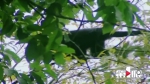 “美猴王”出没！武隆芙蓉江黑叶猴在树林里打闹，好不欢乐 - 重庆晨网