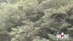 “美猴王”出没！武隆芙蓉江黑叶猴在树林里打闹，好不欢乐 - 重庆晨网