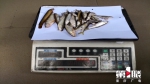 非法捕鱼37尾 被罚购买2.7万尾鱼苗增殖放流 - 重庆晨网