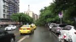 行道树突然断裂倒塌 砸中两辆私家车 - 重庆晨网