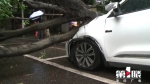 行道树突然断裂倒塌 砸中两辆私家车 - 重庆晨网