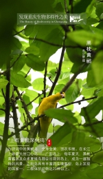 一组海报告诉你 重庆生物多样性有多美！ - 重庆晨网