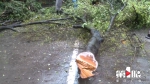 业主找来吊车砍掉庭院内大树：树根影响了下水道 - 重庆晨网
