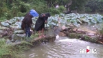 水库泄洪涵洞被堵塞 养猪场里水漫金山 - 重庆晨网