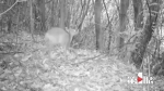 武隆白马山首次拍到野生母麂和幼麂同框觅食 - 重庆晨网