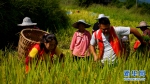 稻谷丰收 种植基地来了一群“红马甲” - 重庆晨网