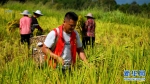 稻谷丰收 种植基地来了一群“红马甲” - 重庆晨网