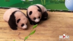 重庆这对熊猫急得发出狗叫：我们还不配拥有姓名吗？ - 重庆晨网