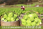 丰收节里说丰收，重庆农业的“前世今生”你知多少？ - 重庆晨网