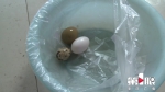 游摊上低价购买几十枚鸽子蛋 一验全是冒牌货 - 重庆晨网