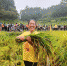 村民正在参加巾帼割稻谷比赛.jpg - 妇联