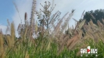 美！铁山坪的紫穗狼尾草开花了 - 重庆晨网
