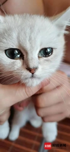 免费领养猫但需购买猫粮18个月 即使小猫病死也得继续买 重庆一宠物店被疑“陷阱”促销 - 重庆晨网