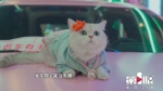 它参加过广州车展 猫咪毛毛：做车模我是专业的！ - 重庆晨网