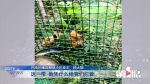 一楼住户圈地养鸡 周围邻居纷纷抱怨 - 重庆晨网