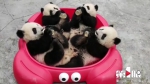 “熊猫博士”尹彦强：扎根重庆动物园八年，迎来了13只熊猫幼仔的诞生 - 重庆晨网