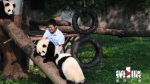 “熊猫博士”尹彦强：扎根重庆动物园八年，迎来了13只熊猫幼仔的诞生 - 重庆晨网