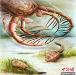 盔甲鱼类为何演化出“铠甲”？4.3亿年前“秀山恐鲎”提供新方向 - 重庆晨网