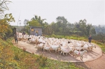 猪牛羊活体抵押贷款 重庆农村金融实现新突破 - 重庆晨网