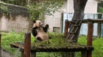 10选1！大熊猫“莽仔”产下双胞胎 名字你来定 - 重庆晨网