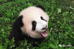 10选1！大熊猫“莽仔”产下双胞胎 名字你来定 - 重庆晨网