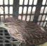 长尖嘴小鸟飞进居民家 原来是国家二级保护动物灰鹭 - 重庆晨网