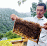 刘永邹取出蜜蜂的劳动成果。特约通讯员 李诗素 摄 - 重庆晨网