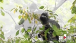气温骤降 黑叶猴群被拍到雨中觅食 - 重庆晨网