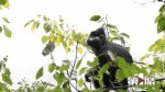 气温骤降 黑叶猴群被拍到雨中觅食 - 重庆晨网