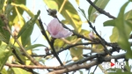 都说桃花三月开 这株桃树“不听安排” - 重庆晨网