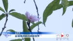 都说桃花三月开 这株桃树“不听安排” - 重庆晨网