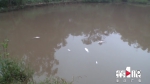两家人塘鱼接连死亡 疑与上游污水有关 - 重庆晨网