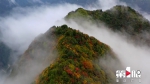 秋雾缭绕七里坪 山林尽染披彩装 - 重庆晨网