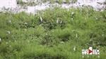 野鸭戏水白鹭飞！快来看忠县生态水域的灵动画卷 - 重庆晨网