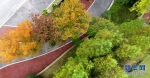 秋景如画 城市公园为生态宜居家园添彩 - 重庆晨网