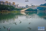 美丽之约！红嘴鸥到访綦河畔 扮靓城市风景线 - 重庆晨网