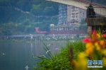 美丽之约！红嘴鸥到访綦河畔 扮靓城市风景线 - 重庆晨网