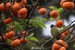 火红柿子挂枝头 描绘“欢鸟闹柿图” - 重庆晨网