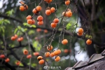 火红柿子挂枝头 描绘“欢鸟闹柿图” - 重庆晨网