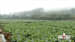 綦江速生蔬菜大量上市 日供应量约1500吨 - 重庆晨网