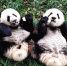 001重庆动物园熊猫馆里的大熊猫幼崽“双重喜庆”（摄影：张乃成）_副本.jpg - 重庆晨网