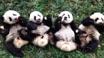 001重庆动物园熊猫馆里的大熊猫幼崽“双重喜庆”（摄影：张乃成）_副本.jpg - 重庆晨网