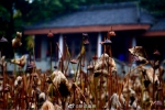 冬日里的荣昌海棠公园荷塘 恰似一幅水墨画 - 重庆晨网