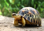 非法收购、出售濒危陆龟 重庆一男子被判三年罚三万 - 重庆晨网