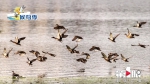 鸟脸识别！AI报告：青头潜鸭、中华秋沙鸭……已抵达 - 重庆晨网