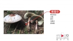 一家四口食用野生蘑菇中毒 全部住进ICU！ - 重庆晨网