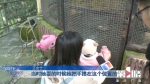 一岁半女儿在动物园被鹦鹉啄伤手指 这个责任该谁担？ - 重庆晨网